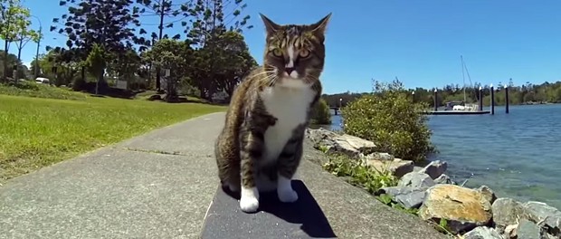 cat-skate-bild