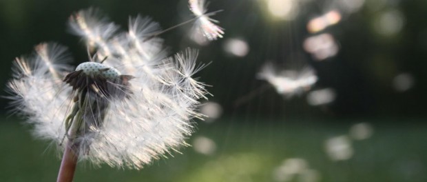 Pollenallergie-HP_photo